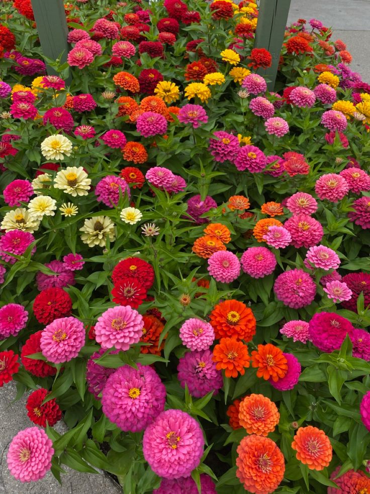 Flower1