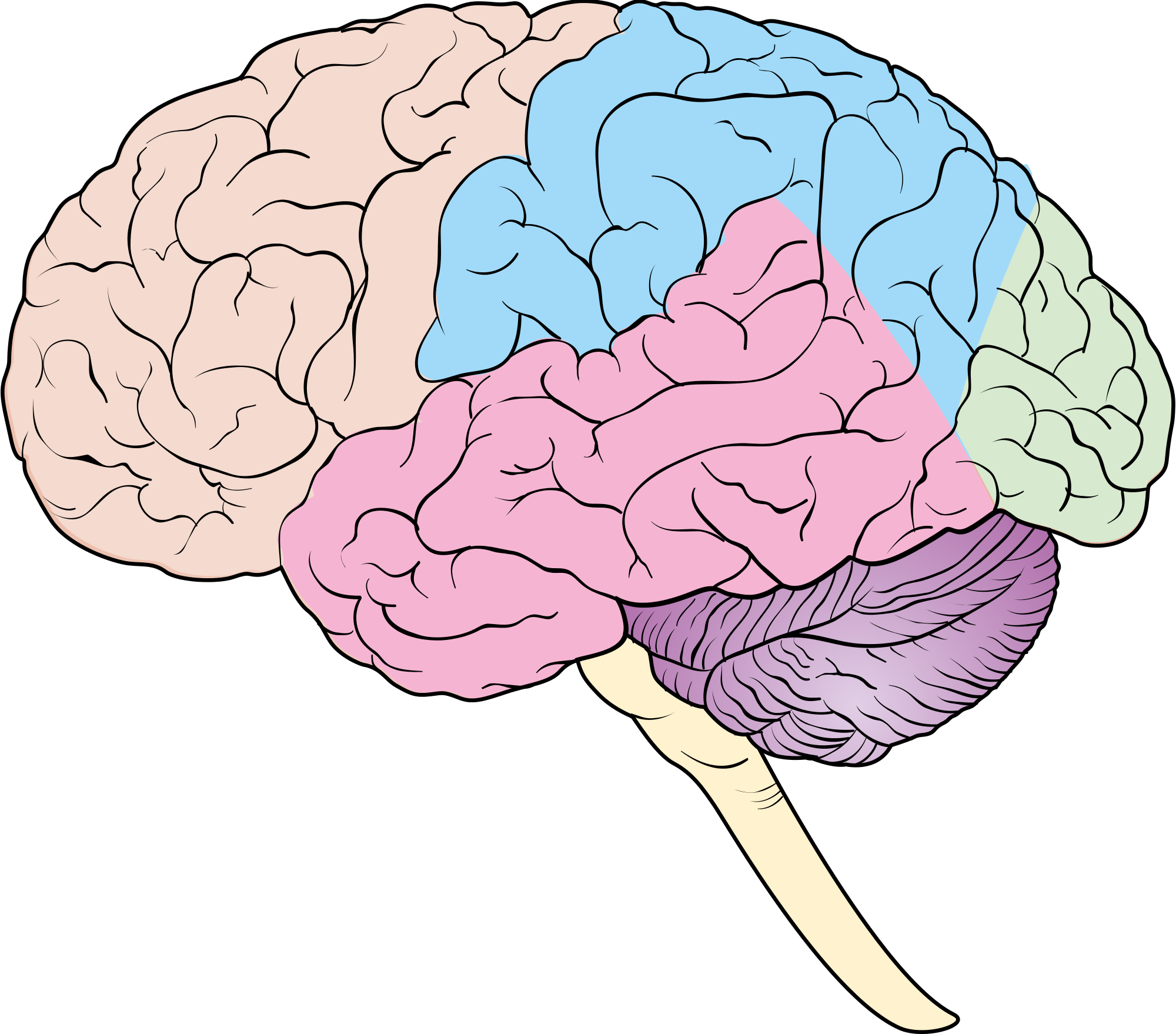 Human Brain Diagram