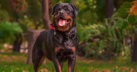 Rottweiler